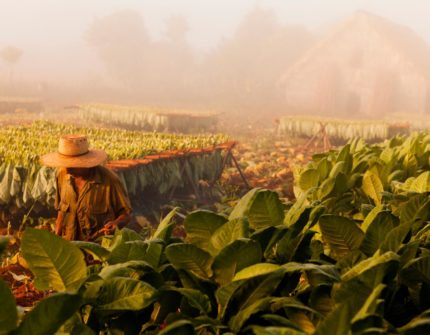 Tobacco Farm Vinales Valley Pinar del Rio Havana VIP